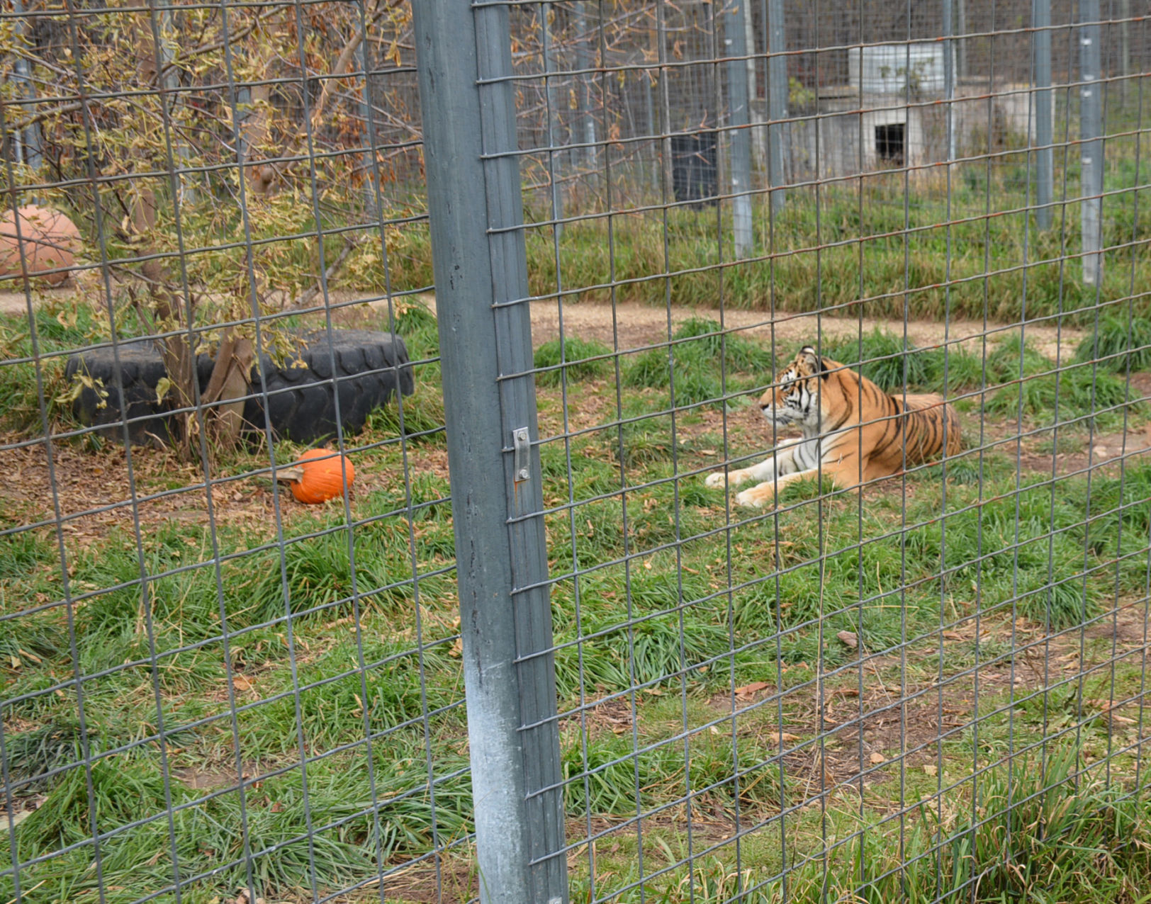 103119-star-news-cats11.jpg